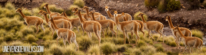 Big group of Vicuña animals on the plains